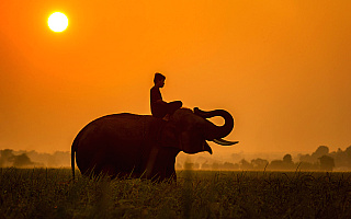 Reportaż „Jeździec, słoń i ścieżka”